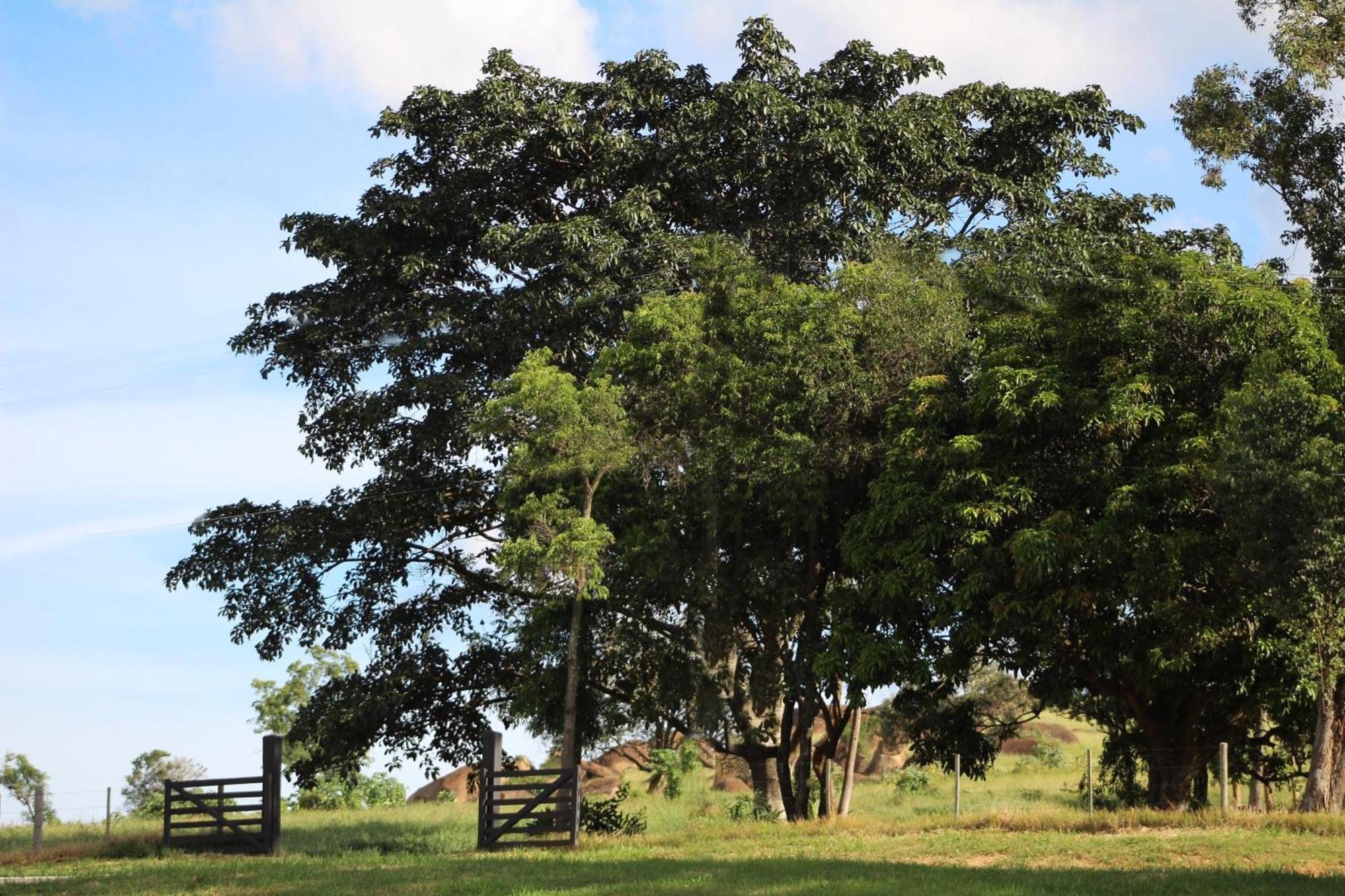 Limoeiro Da Concordia Hotel Fazenda De Charme Cabreúva Buitenkant foto
